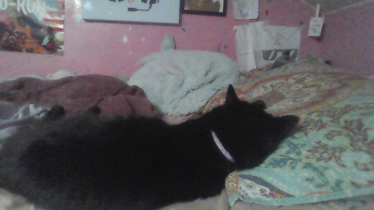 THERES A CAT SLEEPING ON MY PILLOW OMG.jpg